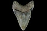 Fossil Megalodon Tooth - Georgia #90390-1